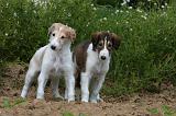 BARZOI 081